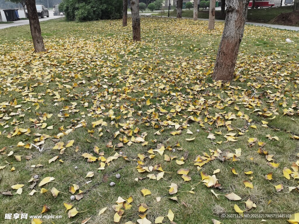 秋日草地落叶景观