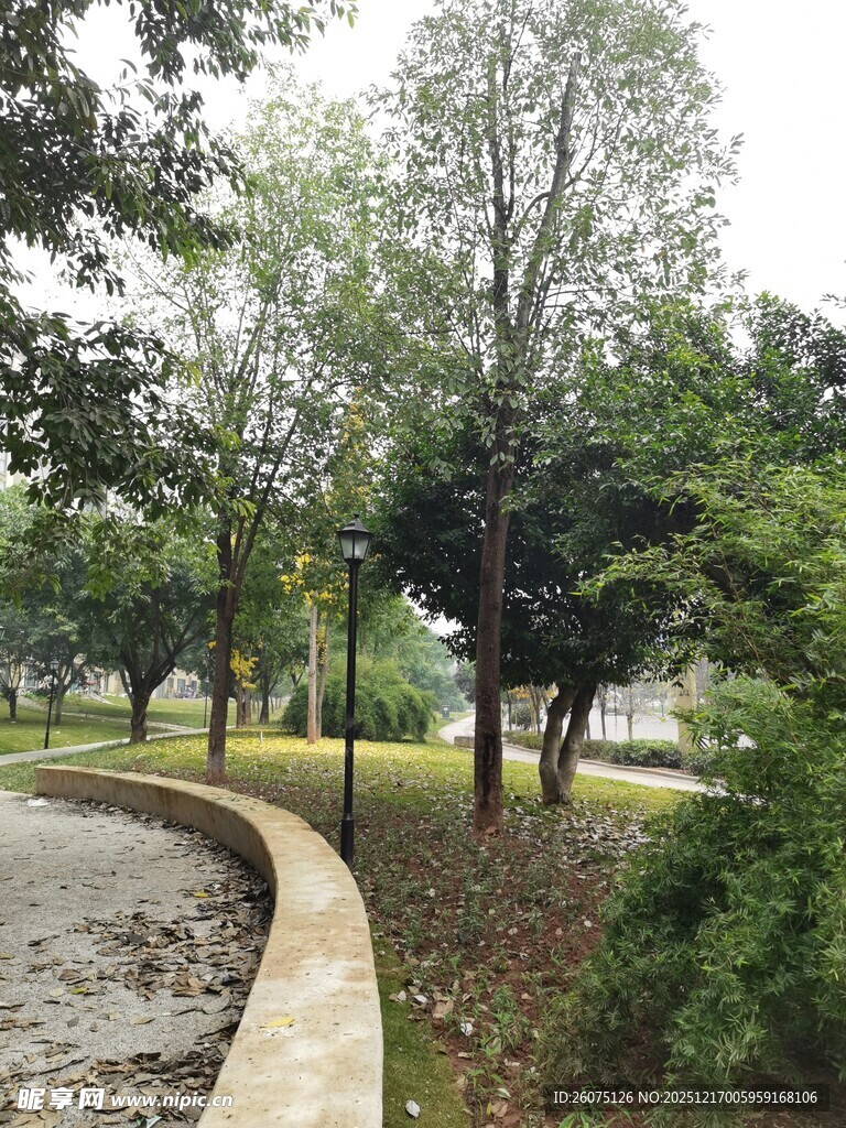 公园中的绿树与蜿蜒小径