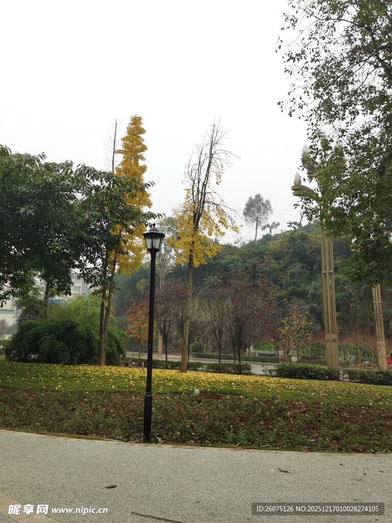 城市公园中的树木与路灯