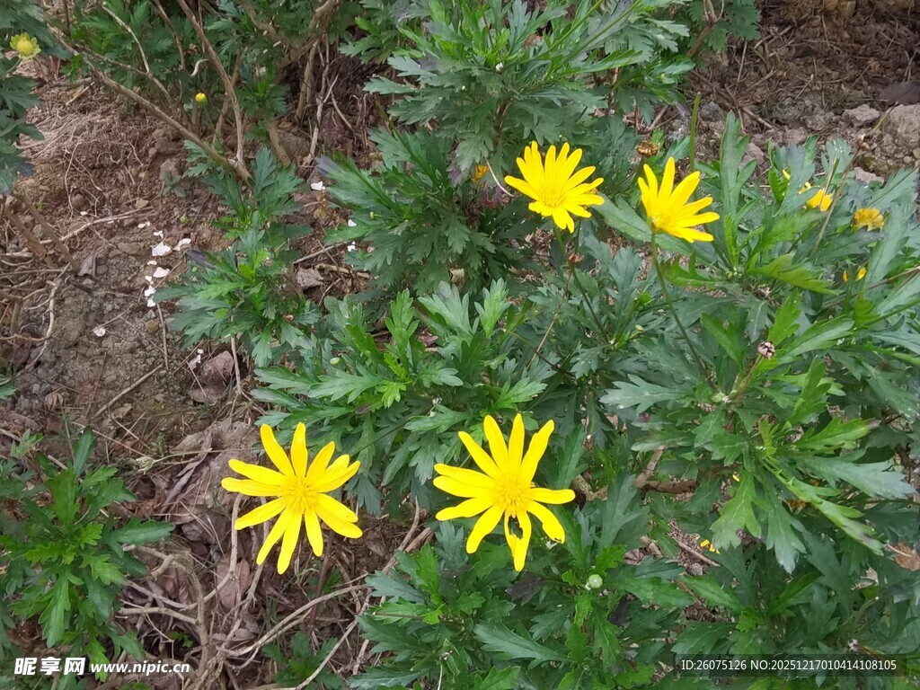 黄色小花绽放于绿植间