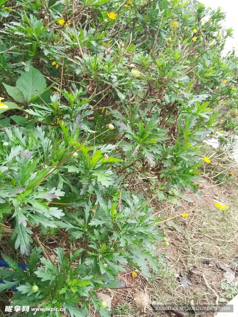 绿叶间的黄色小花