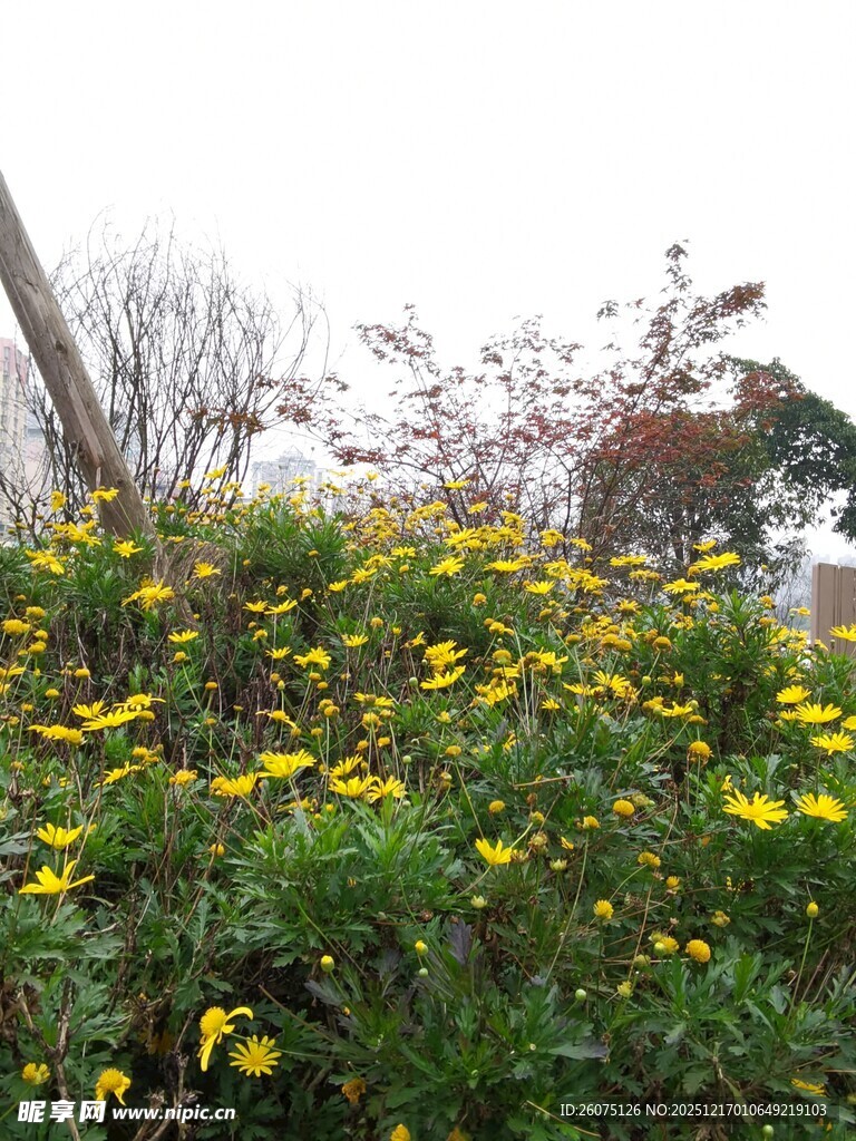 盛开的黄色花丛