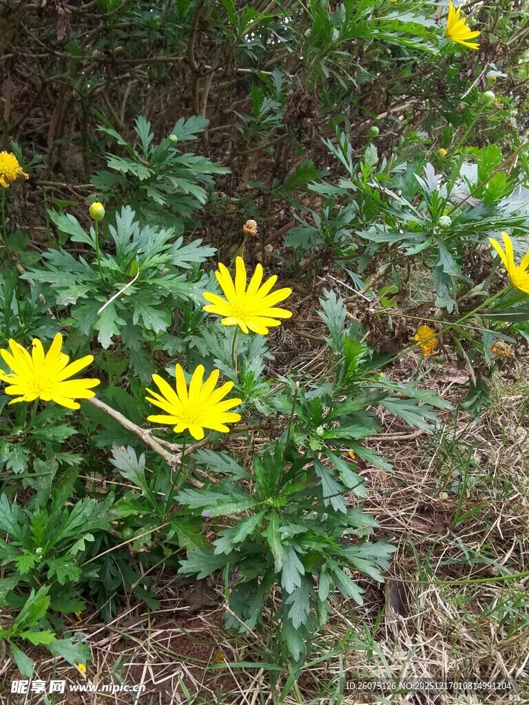 黄色小花绽放于绿叶间