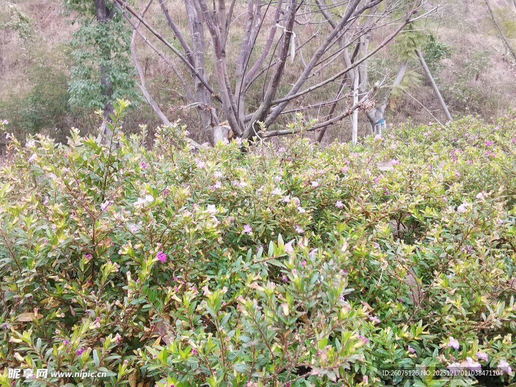 绿意盎然的灌木丛景观