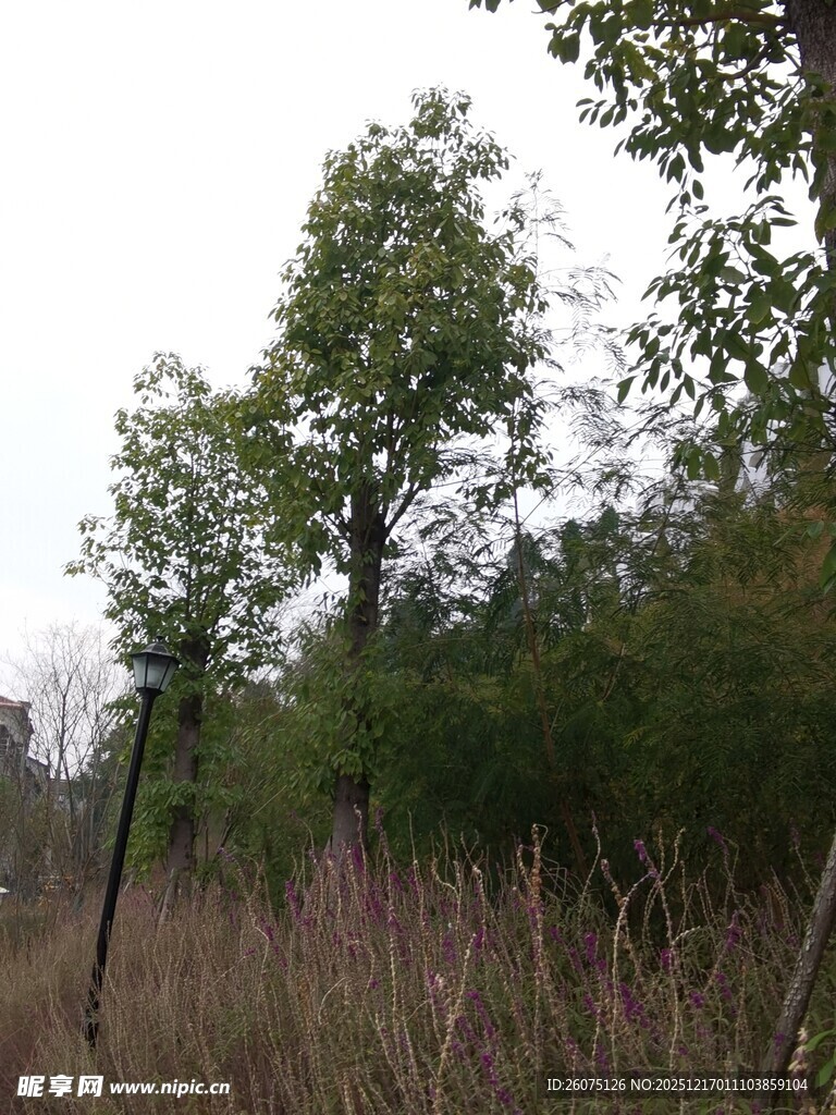 野外树林与杂草景观