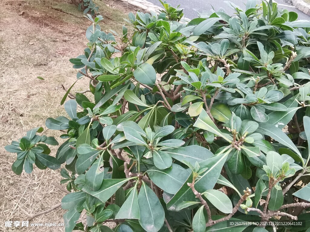 绿叶繁茂的植物景观