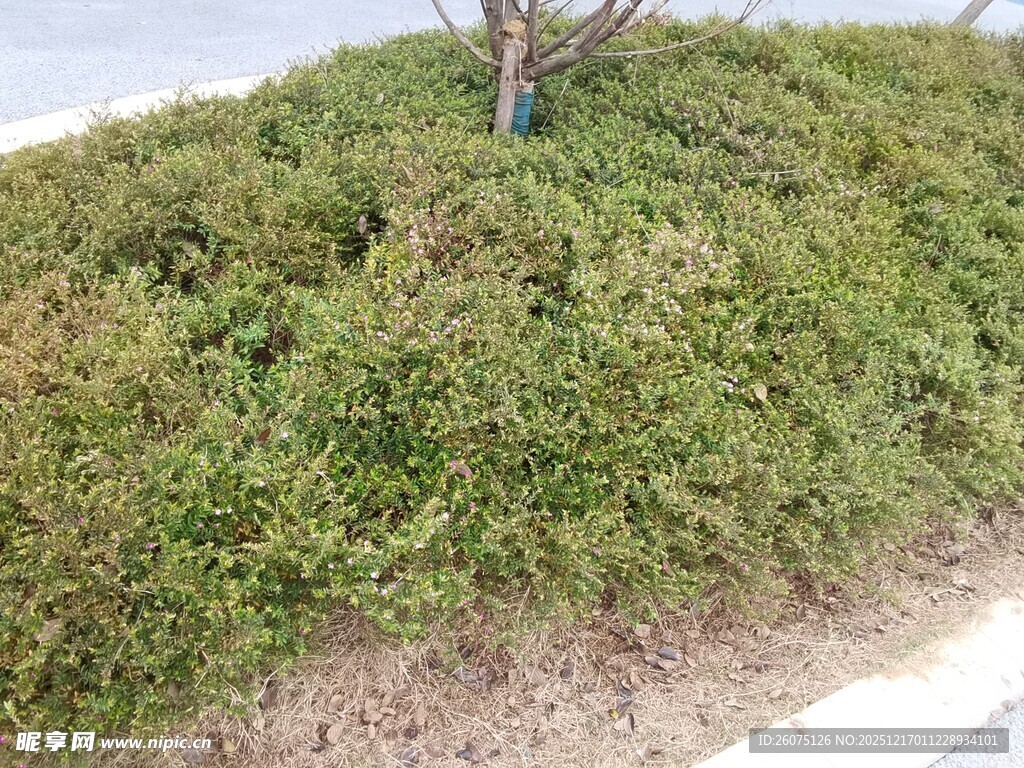 路边绿植景观