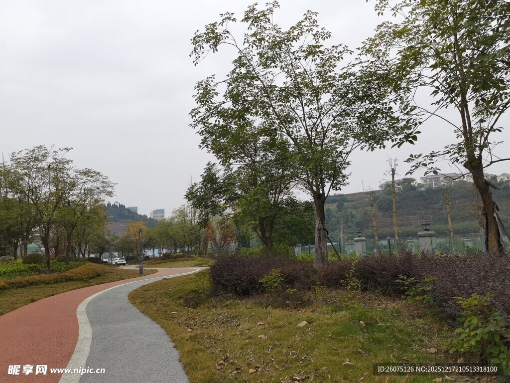 蜿蜒小路旁的葱郁树木