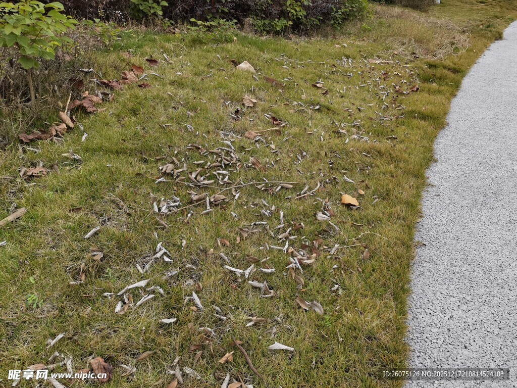 路边草地散落枯叶