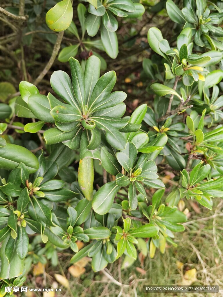 绿叶繁茂的植物景观