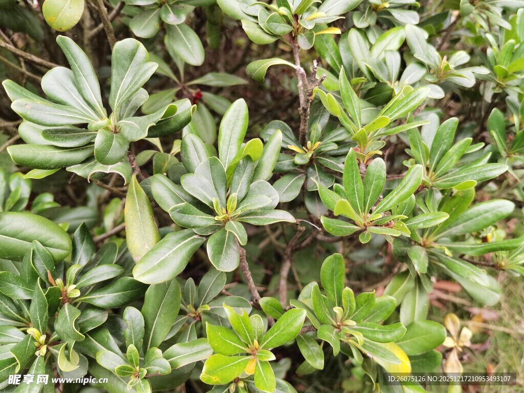 绿叶繁茂的灌木丛