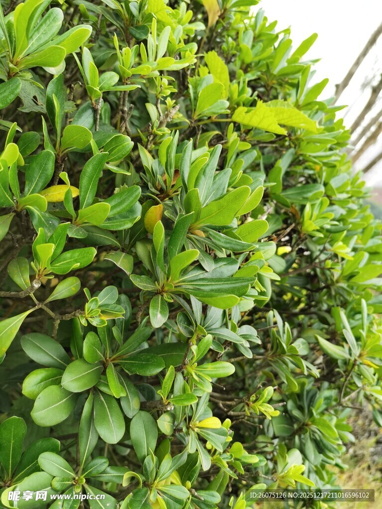 翠绿茂盛的灌木丛