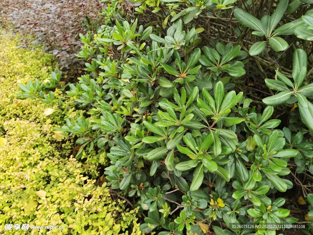 绿植景观黄绿植物相伴