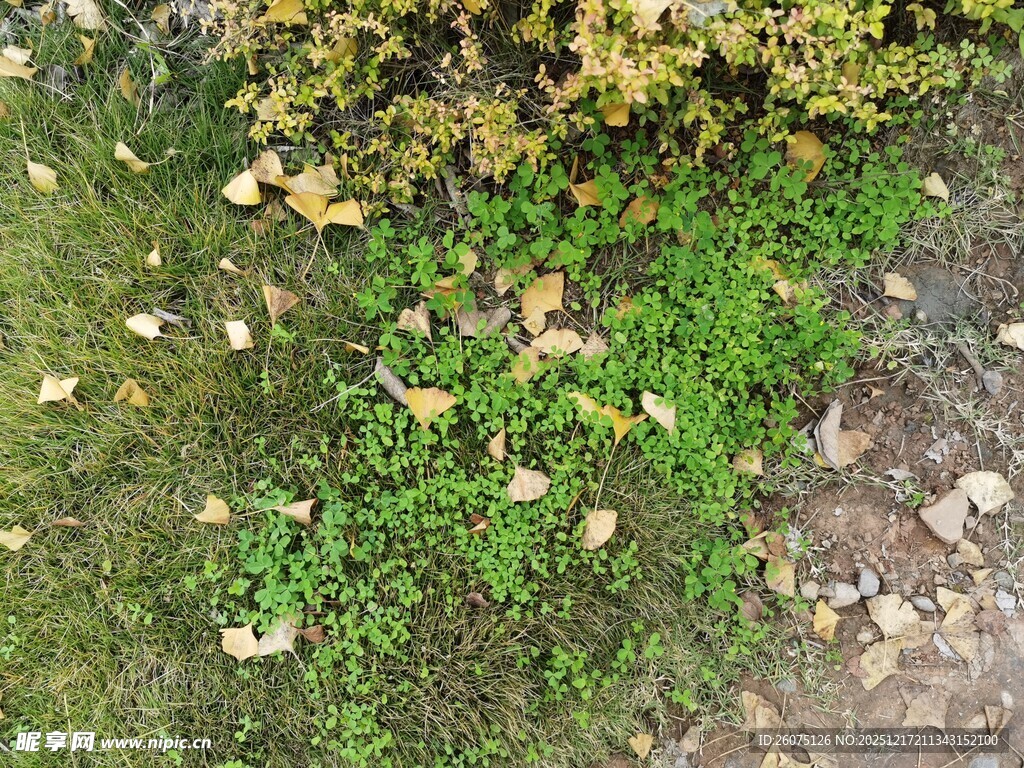 地面上的落叶与绿色植物