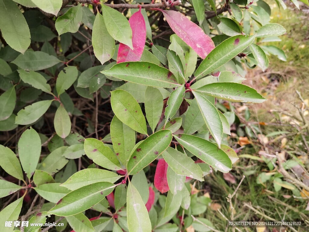 绿叶间的娇艳粉色花朵