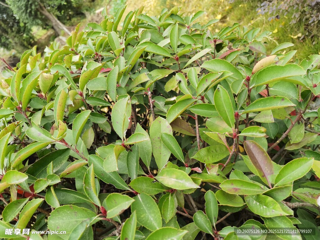 绿叶繁茂的野生植物