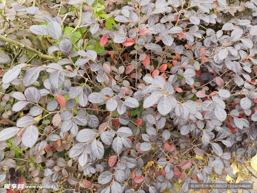 银叶植物与红色果实景观