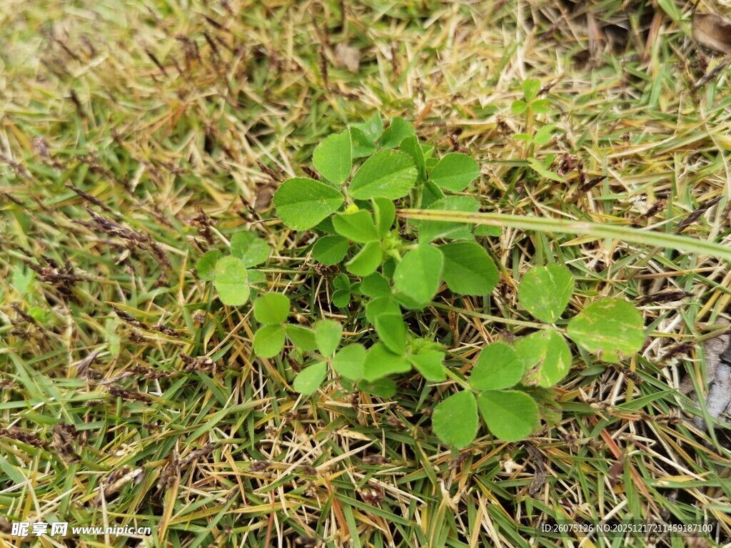 草地上的三叶草