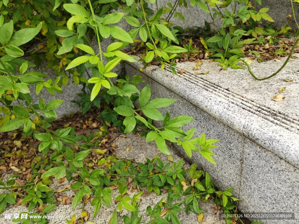 石缝间的绿意生机