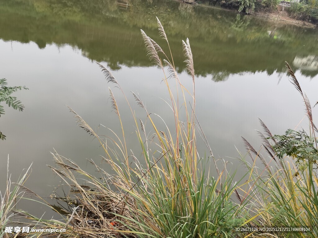 湖畔芦苇与平静水面景色
