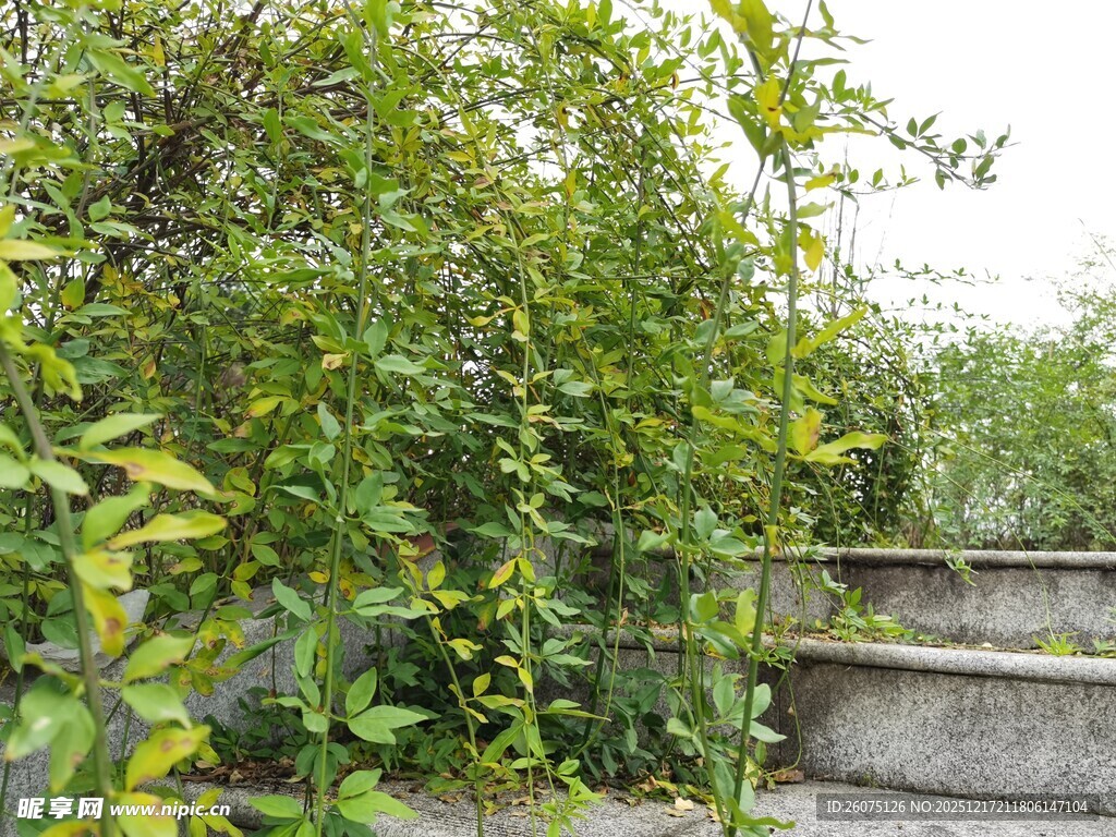 绿意盎然的户外植物景观