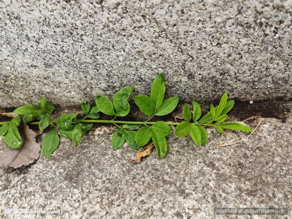 石缝中顽强生长的绿植