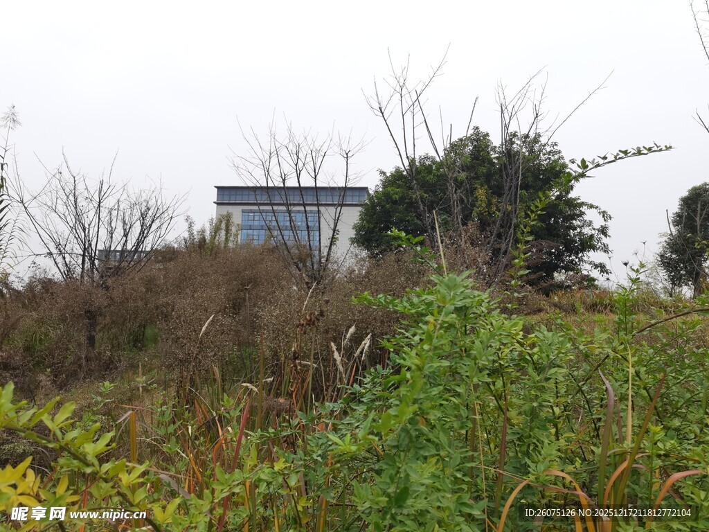 山丘上的小屋与繁茂植被