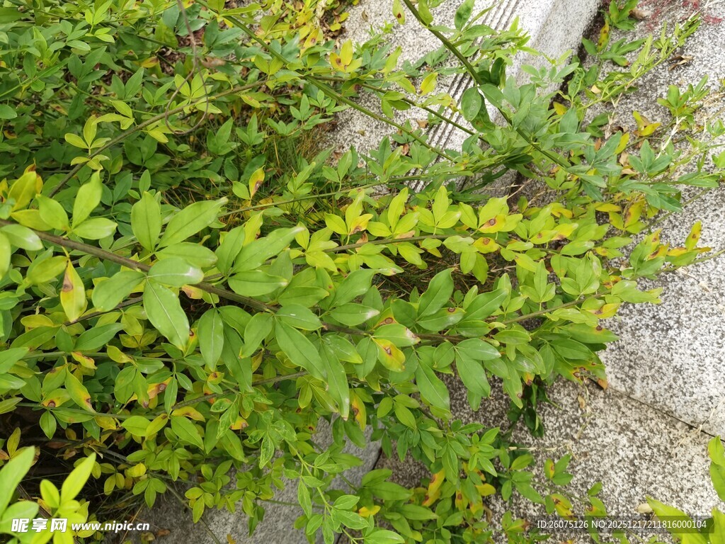 墙边绿植生机盎然