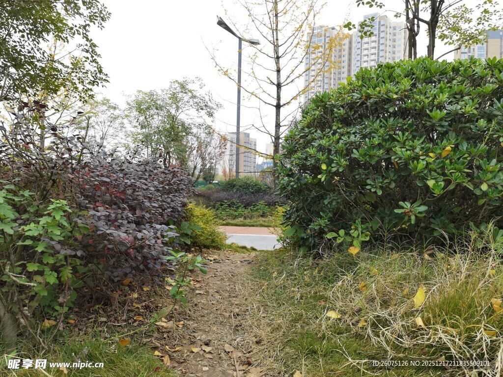 林间小径自然清新景致