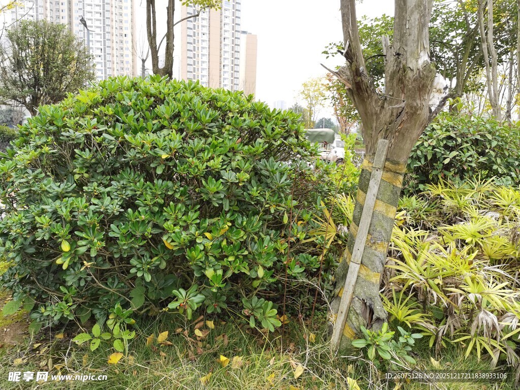 城市绿化带中的绿植景观