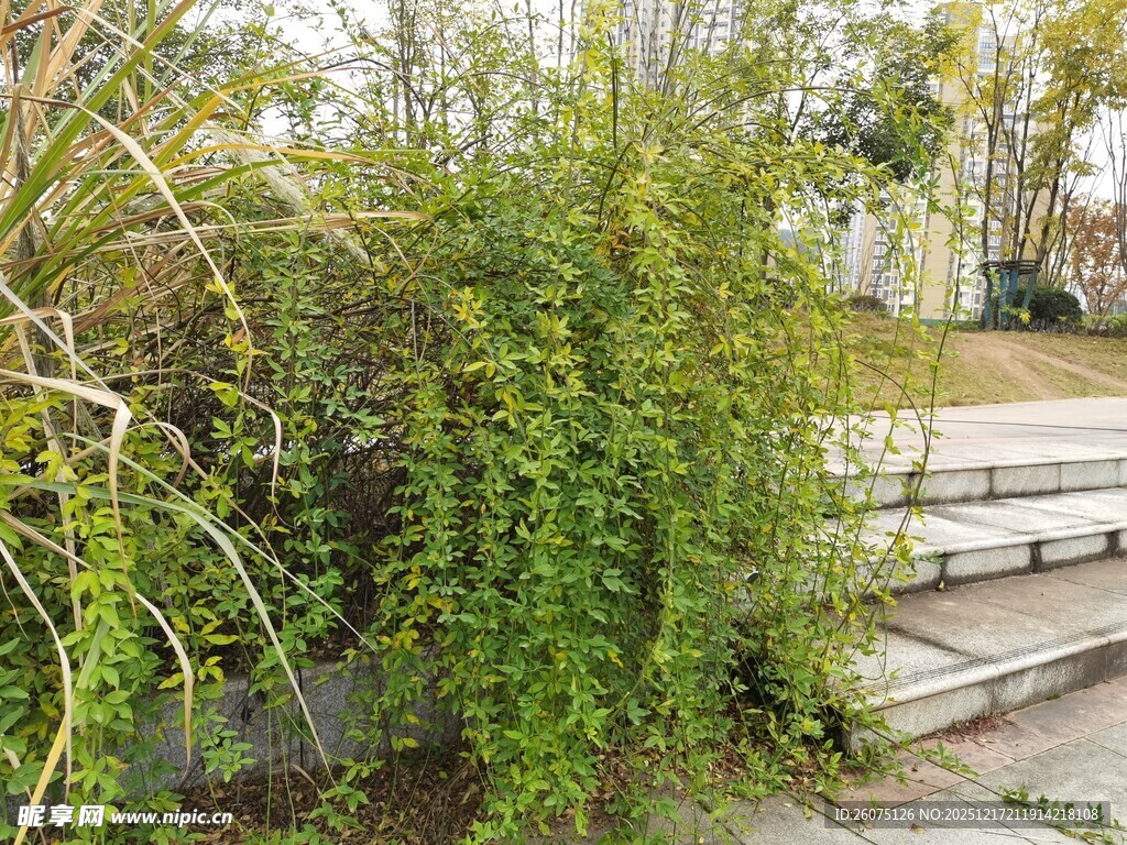 垂挂绿植装点户外台阶