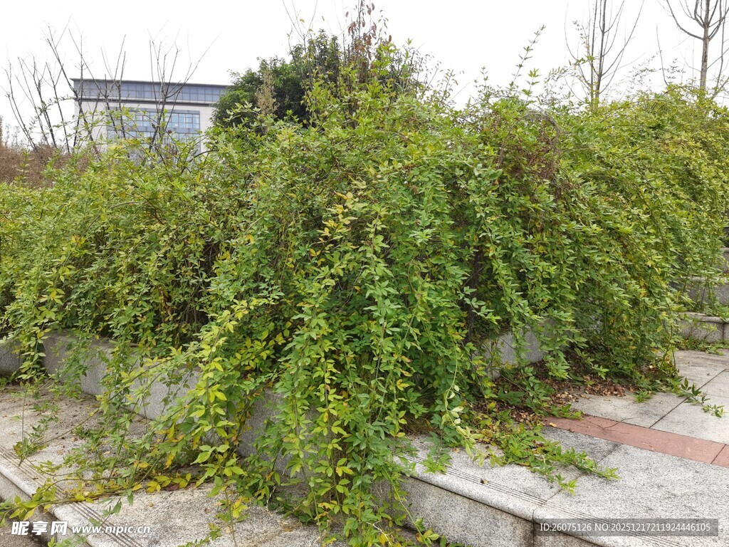 茂盛绿植覆盖斜坡