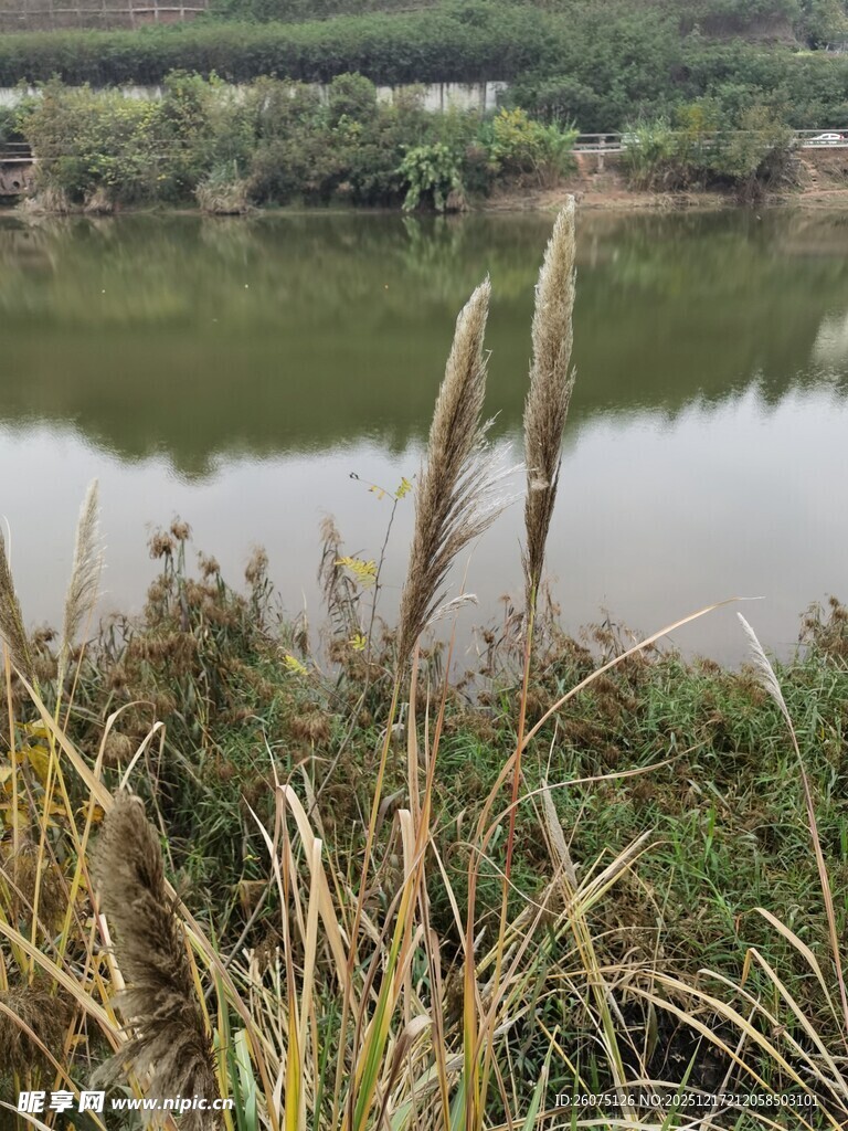 湖畔芦苇自然静谧之景