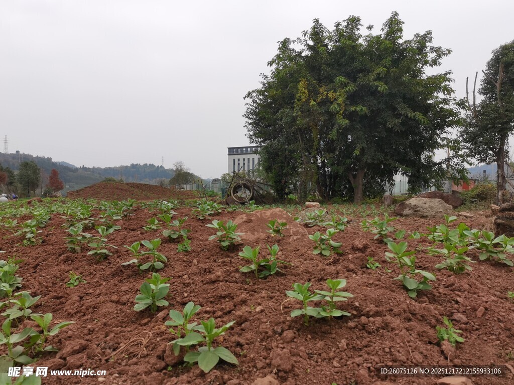 农田景象绿意点缀红土地