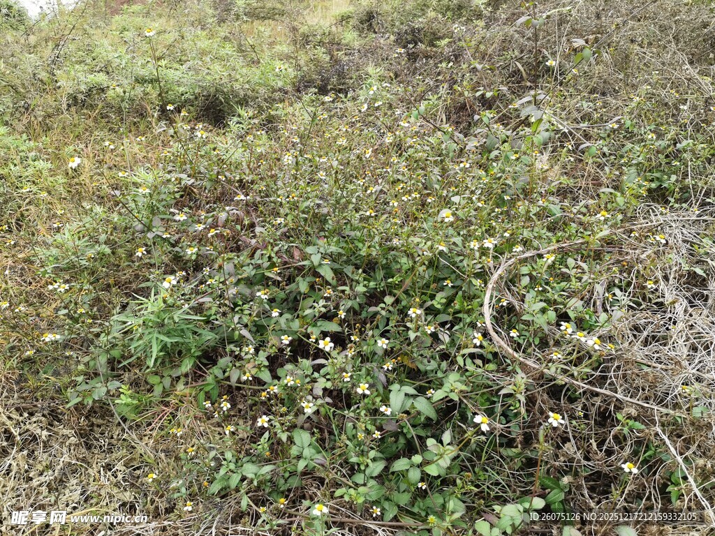 野外繁茂的杂草景象