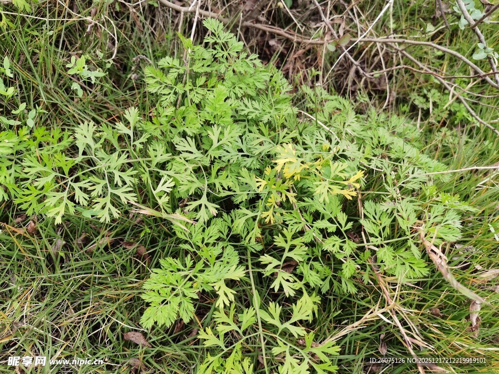 野外绿色植物特写