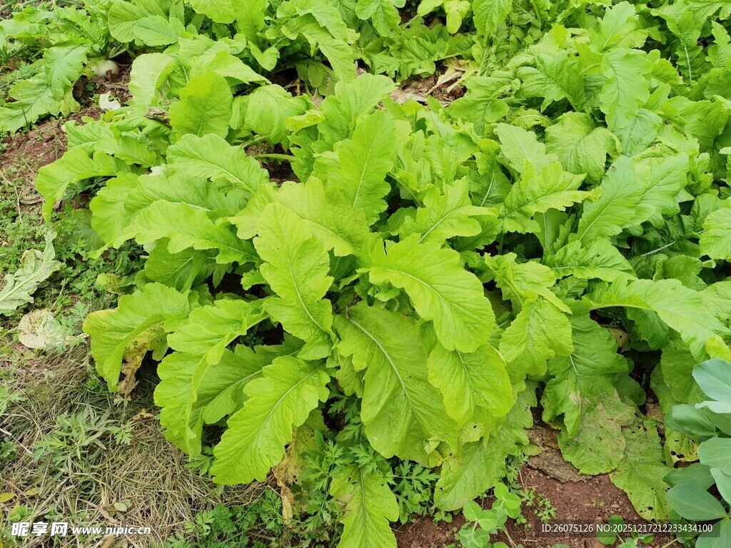 绿叶蔬菜生机盎然的菜园