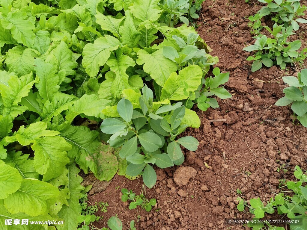 菜园里的鲜嫩绿色蔬菜