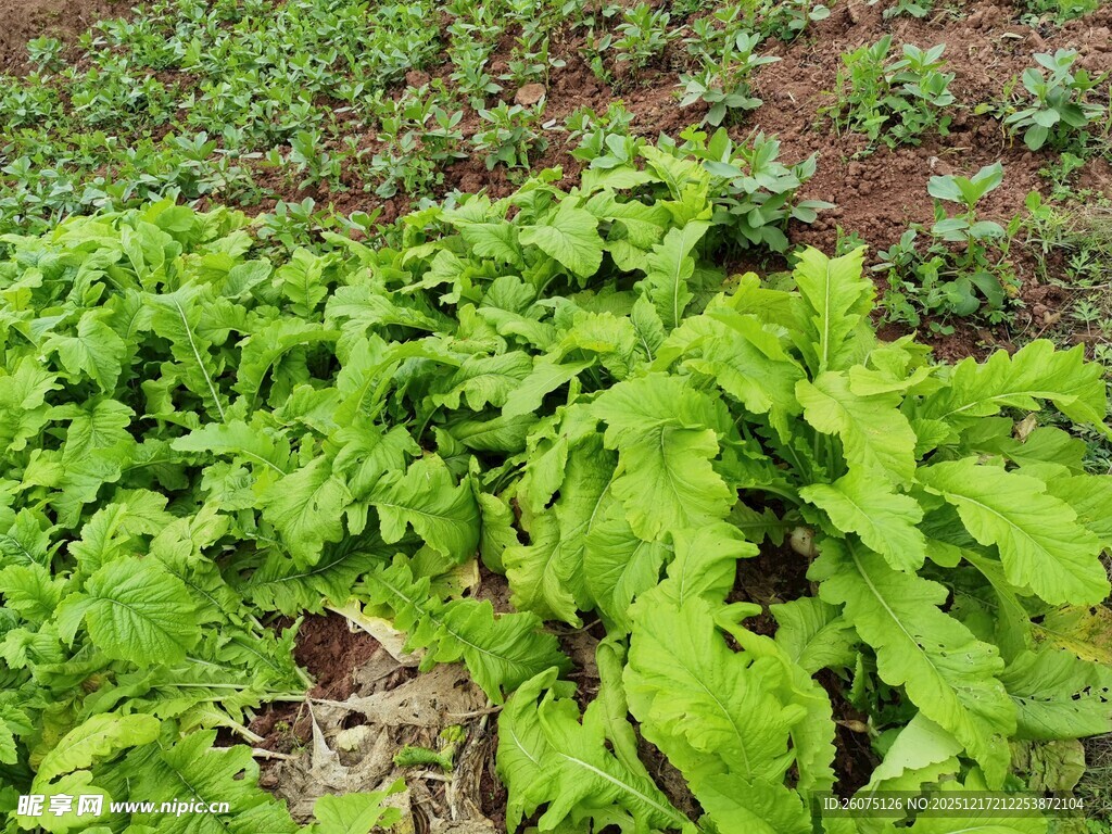 田间嫩绿蔬菜生机勃勃