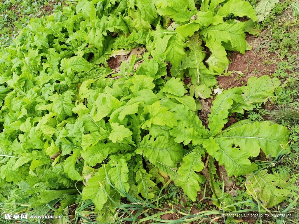 绿叶蔬菜生长画面