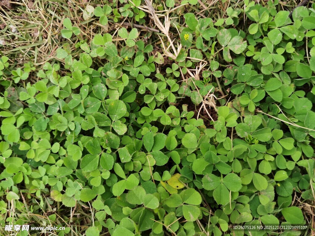翠绿三叶草铺满地面