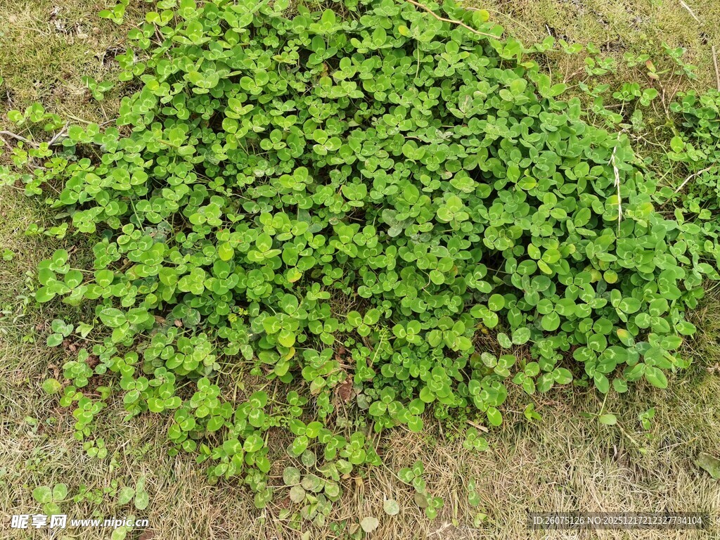 地面上茂盛的绿色爬藤植物