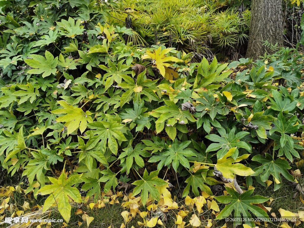 秋日斑斓绿植景致