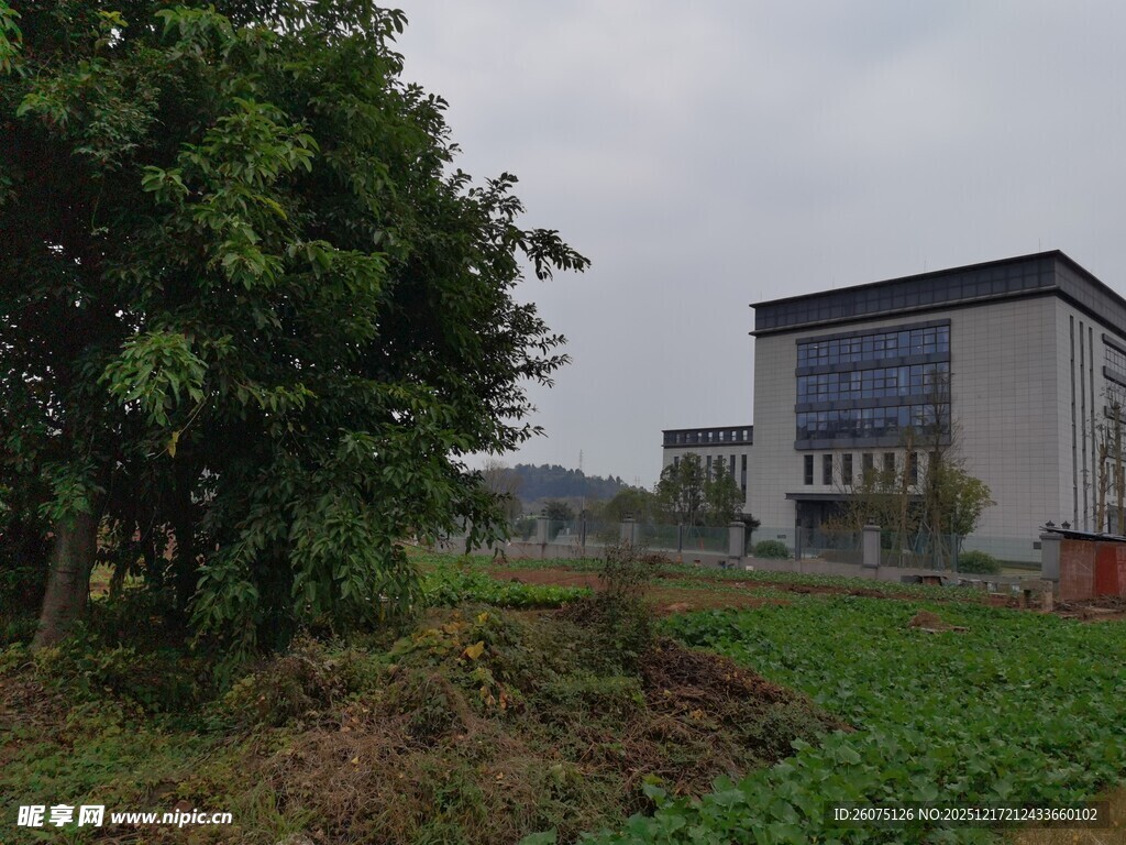 校园外的绿植与建筑景观