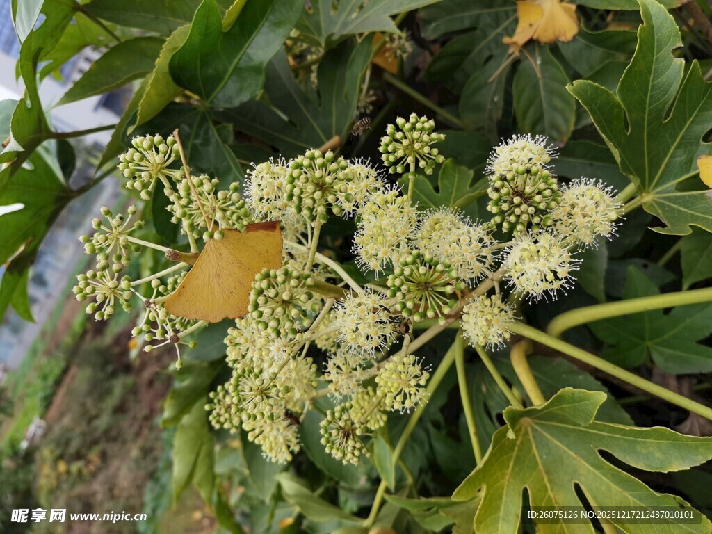 八角金盘的繁茂花朵