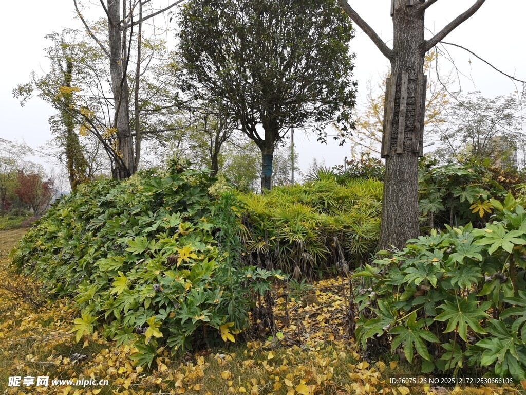 秋日林间繁茂绿植景象