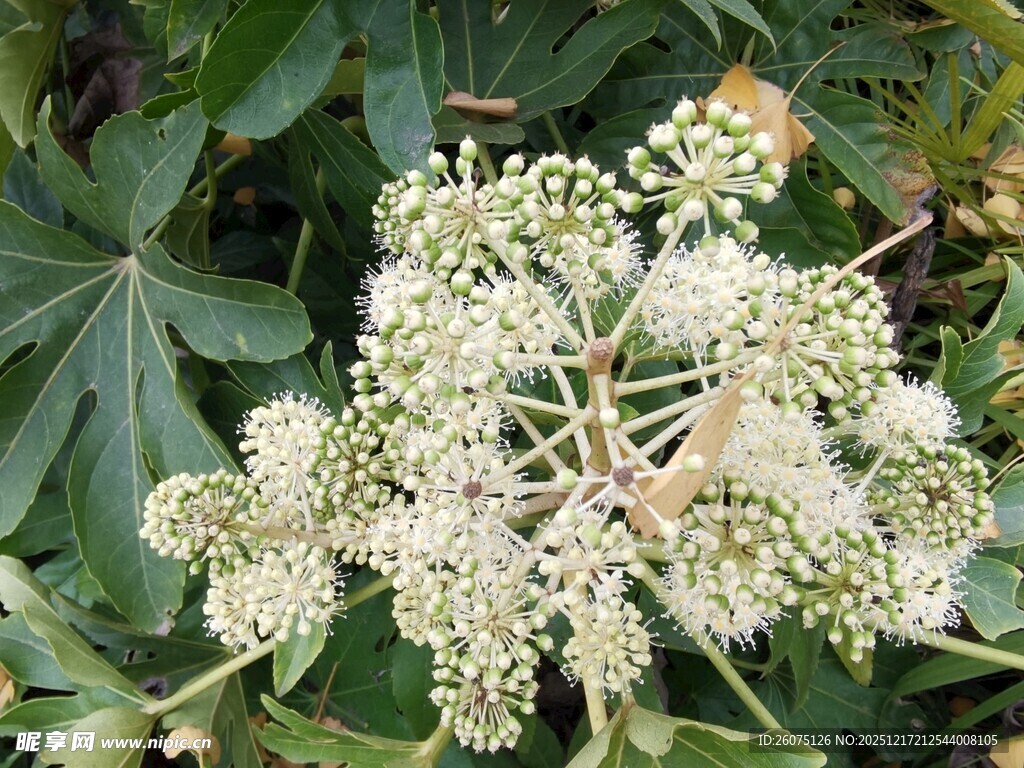 白色伞状花朵植物特写
