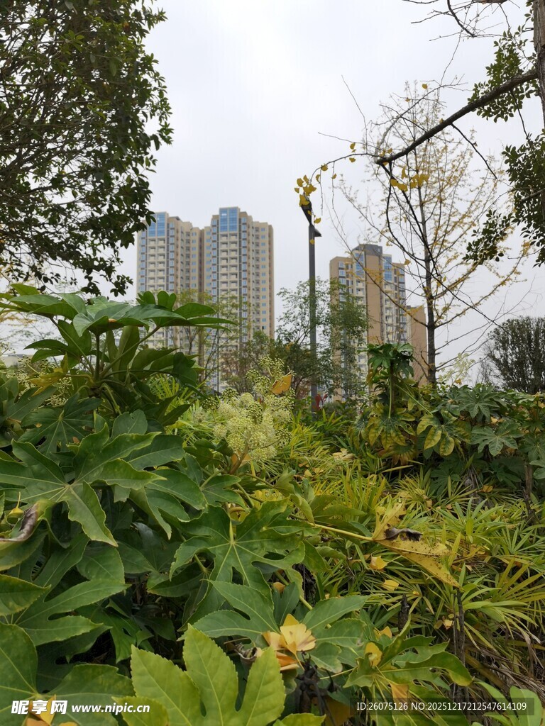 城市中的绿植景观