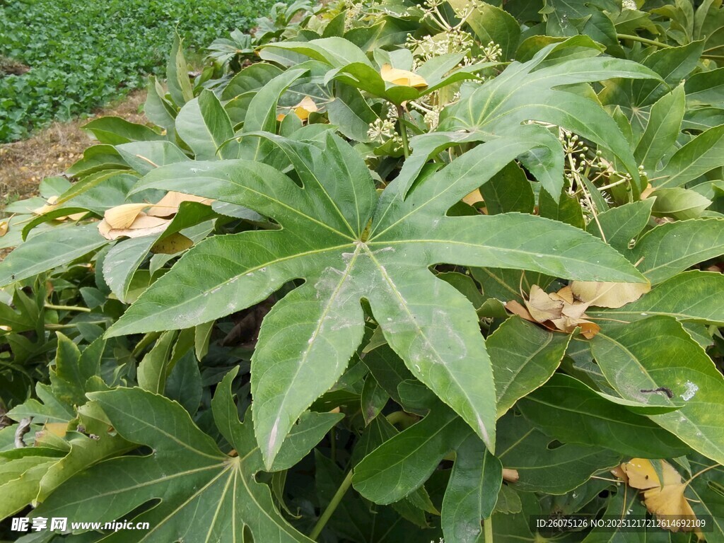 绿叶繁茂的植物