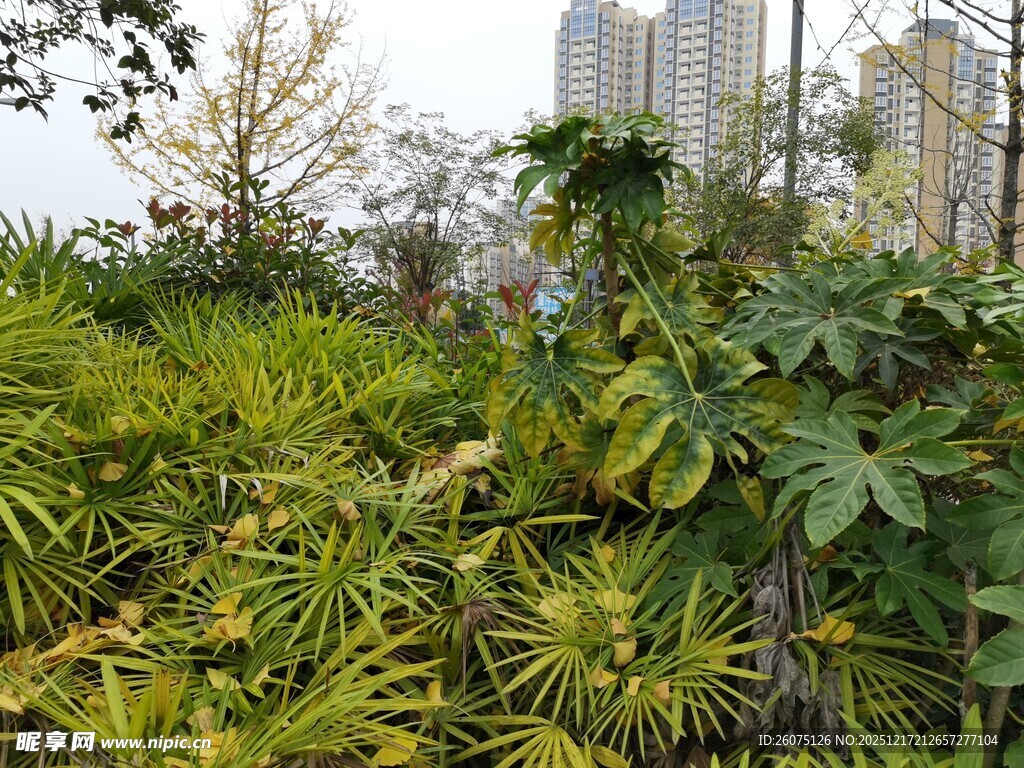 城市中的繁茂绿植景观
